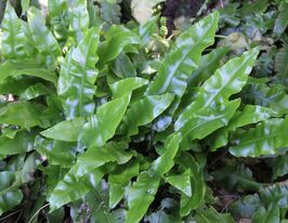 Аспленіум Сколопедріум (Scolopendrium) розсадакупити