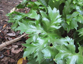 Аспленіум Крістатум (Asplenium Cristatum) розсадакупити