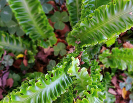 Асплениум Ундулатум (Asplenium Undulatum) розсадакупити