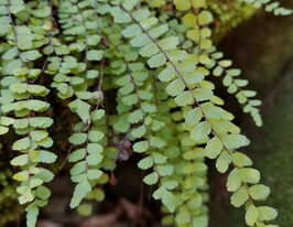 Аспленіум волосинчастий (Asplenium trichomanes) розсадакупити
