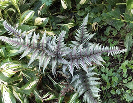 Безщитник ніппонський Піктум (Athyrium niponicum Pictum) розсадакупити