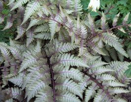 Безщитник Бургунді Лейс (Athyrium niponicum pictum Burgundy Lace) розсадакупити