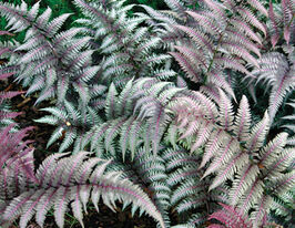 Безщитник Ред Бьюті (Athyrium niponicum Red Beauty) розсадакупити