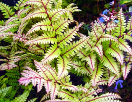 Безщитник вушковий Оканум (Athyrium otophorum Okanum) розсадакупити