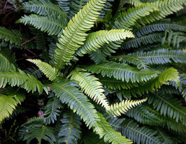 Блехнум колосистий (Blechnum spicant) розсадакупити