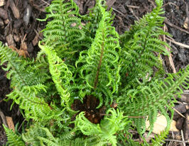 Щитовник Кріспа Конгеста (Dryopteris affinis Crispa Congesta) розсадакупити