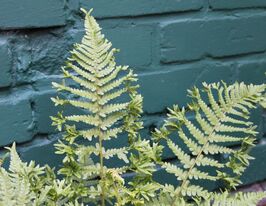 Щитовник Крістата зе Кінг (Dryopteris affinis Cristata The King) розсадакупити