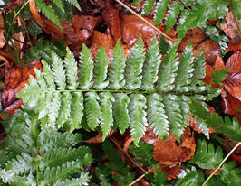 Щитовник (Dryopteris clintoniana) розсадакупити