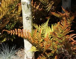 Щитовник (Dryopteris erythrosora) розсадакупити