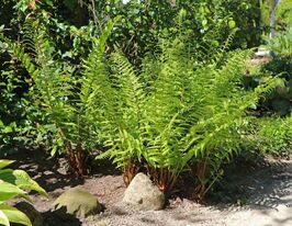 Щитовник чоловічий (Dryopteris filix-mas) розсадакупити