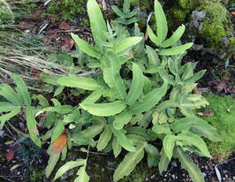 Щитовник зібольда (Dryopteris sieboldii) розсадакупити