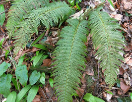 Багаторядник шиповатий Акулеатум (Polystichum  Аculeatum) розсадакупити