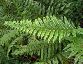 Багаторядник макіно (Polystichum makinoi) розсадакупити