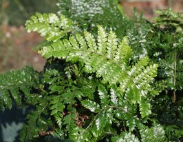 Багаторядник (Polystichum polyblepharum) розсадакупити