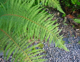 Багаторядник (Polystichum setiferum) розсадакупити