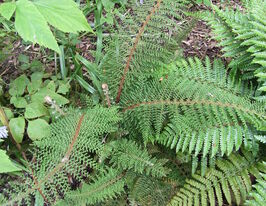 Багаторядник щетінковий Конгестум (Polystichum Congestum) розсадакупити