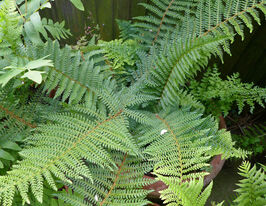Багаторядник (Polystichum setiferum Herrenhausen) розсадакупити