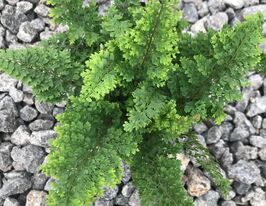 Багаторядник Плюмосо денсум (Plumoso-densum) розсадакупити