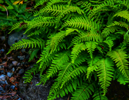 Вудсія Обтуса (Woodsia obtusa) розсадакупити