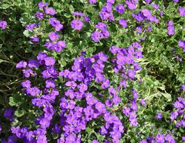 Обрієта гібридна Блаумайсе (Aubrieta hybrida Blaumeise)купити
