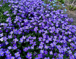 Обрієта гібридна Дублет Блу (Aubrieta hybrida Dublette Blue)купити