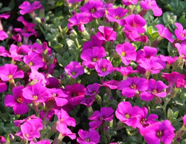 Обрієта гібридна Дублет Розе (Aubrieta hybrida Dublette Rose)купити