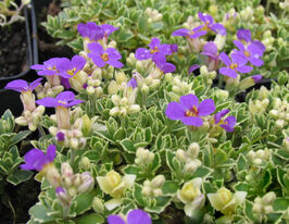 Обрієта гібридна Зільберран (Aubrieta hybrida Silberrand)купити