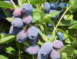 Жимолость Блакитний Скарб (Blue Treasure)купити