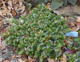 Ялиця Віча (Abies Veitchii) купити