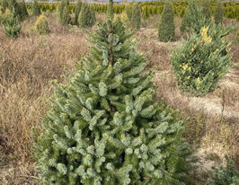 Ялина сербська (Picea omorika)купити