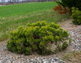 Сосна гірська Пуміліо (Pinus mugo Pumilio) купити