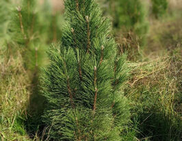 Сосна черная Пирамидалис (Pinus nigra Pyramidalis) купить