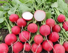 Редис Кранч Роял F1купити