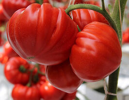 Томати Сарра F1купити