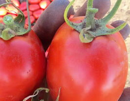 Томат Діно F1купити