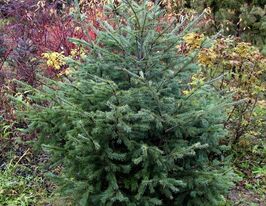 Псевдотсуга Скелястих гір (Pseudotsuga menziesii var. glauca) купити