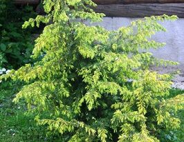 Ялівець звичайний Голд Меченджел (Juniperus chinensis  Gold Machangel)купити