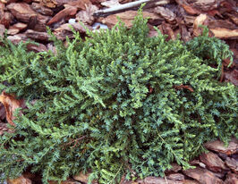 Можжевельник обыкновенный Гринмонтл (Juniperus communis Greenmantle) купить