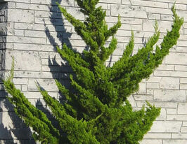 Можжевельник китайский Голливуд (Juniperus chinensis Hollywood) купить