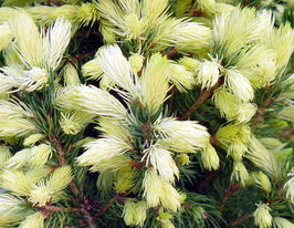 Ялина канадська Дейзіс Вайт (Picea glauca Daisy's White)купити