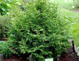 Туя західна Ауреоспіката (Thuja occidentalis Aureospicata)купити