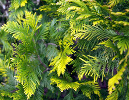 Туя західна Європа Голд (Thuja occidentalis Europe Gold)купити