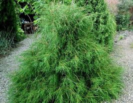 Туя західна Філіформіс (Thuja occidentalis Filiformis)купити