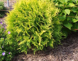 Туя западная Голден Глоуб (Thuja occidentalis Golden Globe) купить