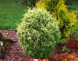 Туя західна Голд Перл (Thuja occidentalis Gold Pearl)купити