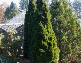 Туя західна Холмструп (Thuja occidentalis Holmstrup)купити