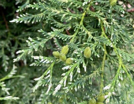 Туя західна Перк Влаандерен (Thuja occidentalis Perk Vlaanderen)купити