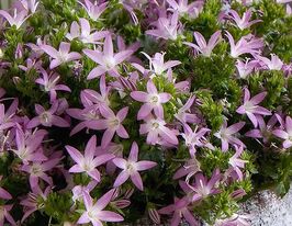Дзвіночок пожарського рожевий (Campanula poscharskyana rose)купити