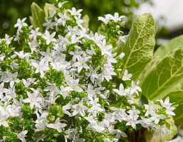 Дзвіночок пожарського білий (Campanula poscharskyana white)купити