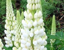 Люпин Білий (Lupinus White)купити